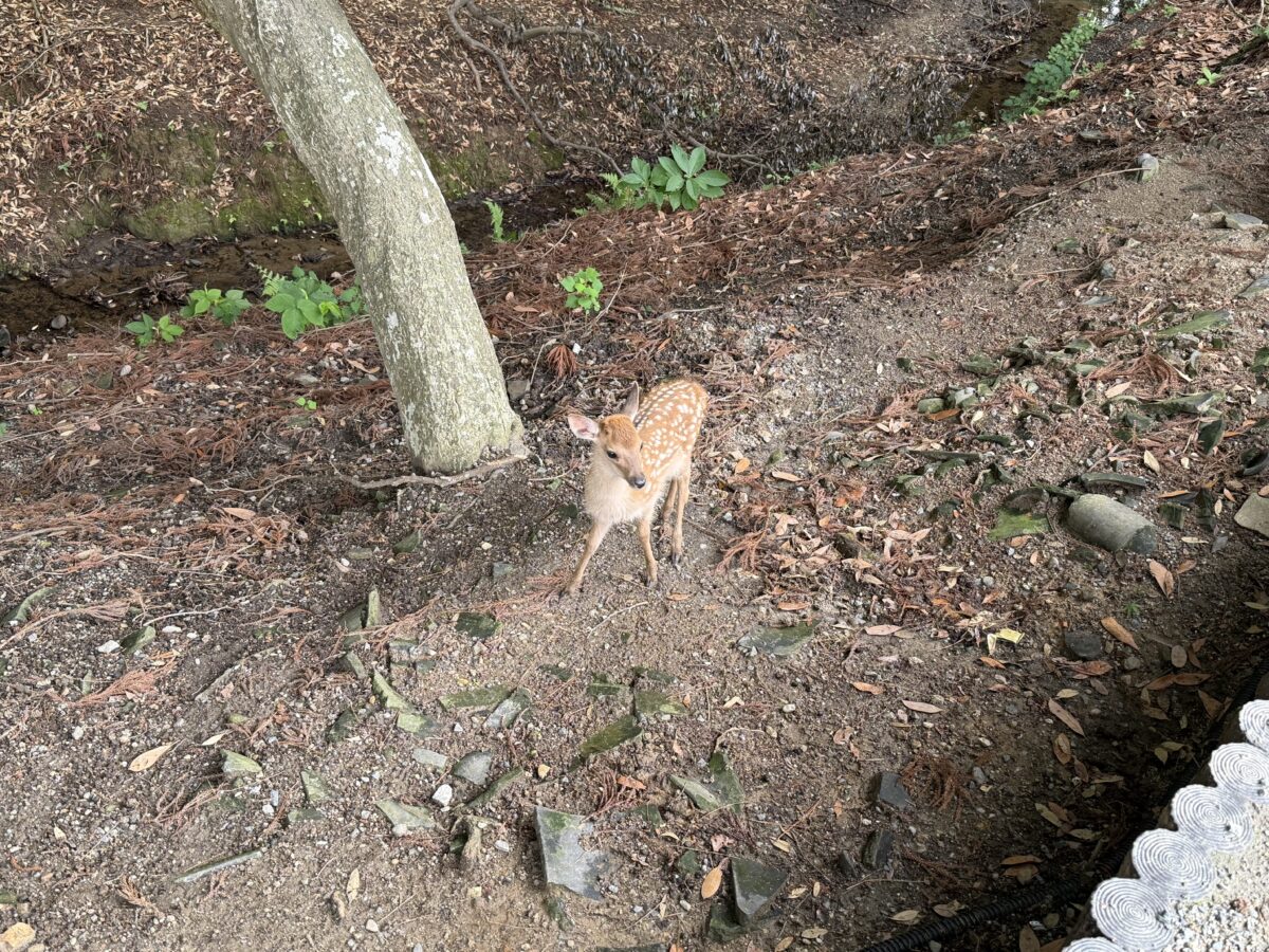 奈良が世界遺産ですね